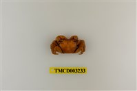 藏品(斑點擬相手蟹)的圖片